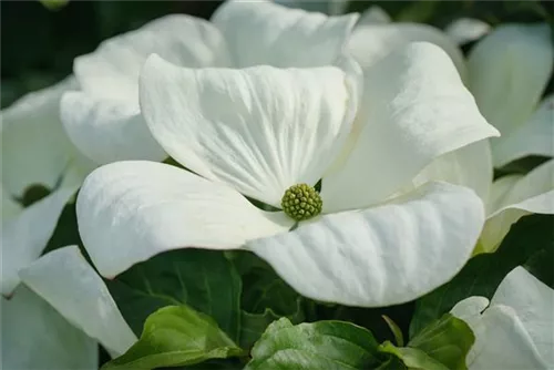 Amerik.Blumen-Hartriegel 'Cloud Nine' - Cornus florida 'Cloud Nine'