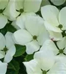 Amerik.Blumen-Hartriegel 'Cloud Nine' - Cornus florida 'Cloud Nine'