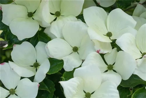 Amerik.Blumen-Hartriegel 'Cloud Nine' - Cornus florida 'Cloud Nine'