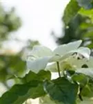 Amerik.Blumen-Hartriegel 'Cloud Nine' - Cornus florida 'Cloud Nine'