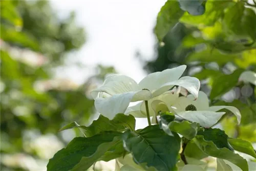 Amerik.Blumen-Hartriegel 'Cloud Nine' - Cornus florida 'Cloud Nine'