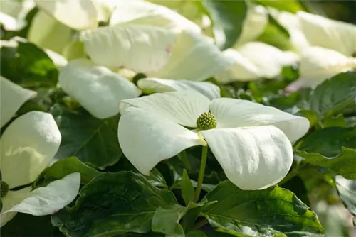 Amerik.Blumen-Hartriegel 'Cloud Nine' - Cornus florida 'Cloud Nine'