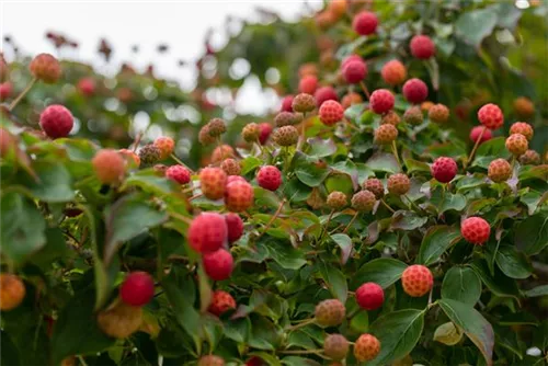 Jap.Blumen-Hartriegel - Cornus kousa - Ziergehölze