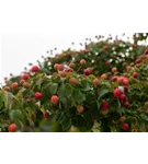 Jap.Blumen-Hartriegel - Cornus kousa - Ziergehölze