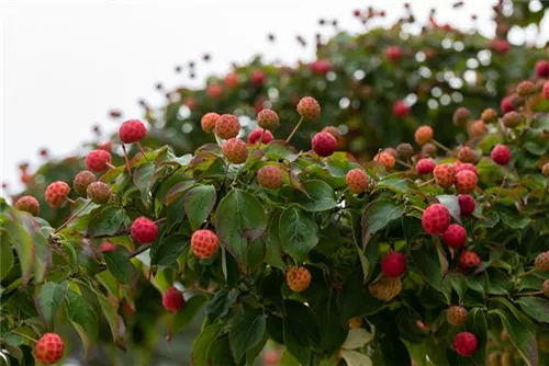 Jap.Blumen-Hartriegel - Cornus kousa - Ziergehölze