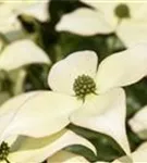 Synonym - Cornus kousa 'Schmetterling'