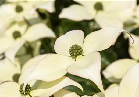 Cornus kousa 'Schmetterling' - Synonym