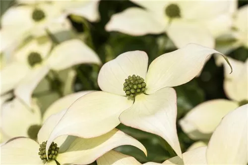 Synonym - Cornus kousa 'Schmetterling'