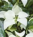 Synonym - Cornus kousa 'Schmetterling'