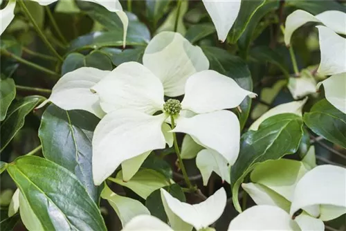 Synonym - Cornus kousa 'Schmetterling'