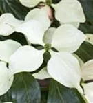 Synonym - Cornus kousa 'Schmetterling'