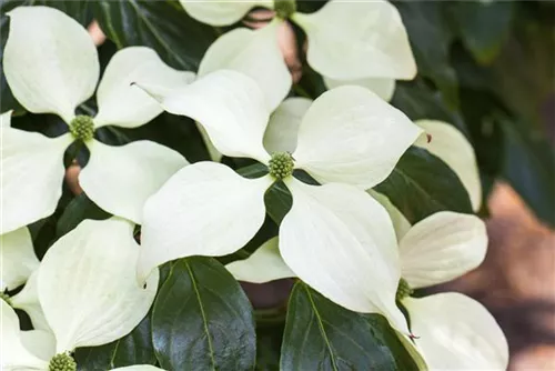 Synonym - Cornus kousa 'Schmetterling'