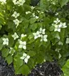 Synonym - Cornus kousa 'Schmetterling'