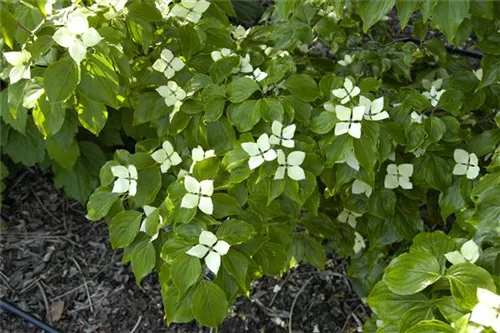 Synonym - Cornus kousa 'Schmetterling'