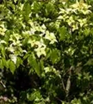 Synonym - Cornus kousa 'Schmetterling'