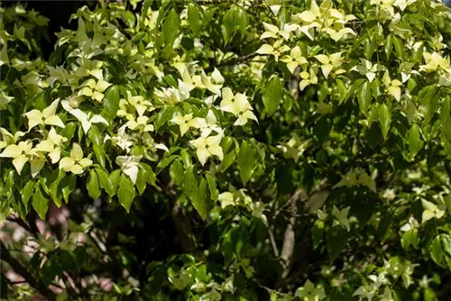 Synonym - Cornus kousa 'Schmetterling'