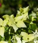 Synonym - Cornus kousa 'Schmetterling'