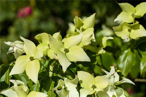 Synonym - Cornus kousa 'Schmetterling'