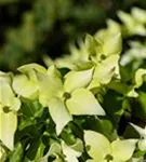 Synonym - Cornus kousa 'Schmetterling'