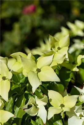 Synonym - Cornus kousa 'Schmetterling'