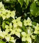 Synonym - Cornus kousa 'Schmetterling'