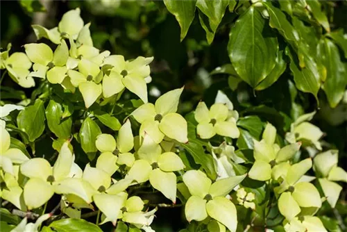 Synonym - Cornus kousa 'Schmetterling'