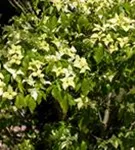 Synonym - Cornus kousa 'Schmetterling'