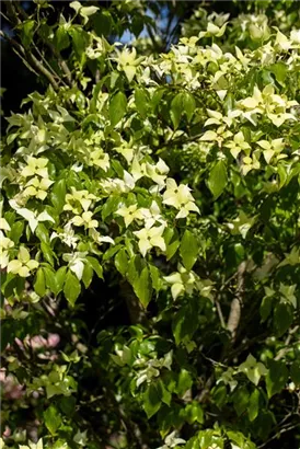 Synonym - Cornus kousa 'Schmetterling'