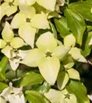 Synonym - Cornus kousa 'Schmetterling'