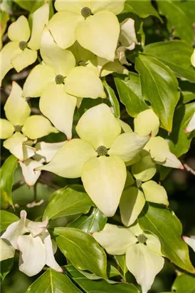 Synonym - Cornus kousa 'Schmetterling'