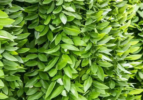 Sophora japonica 'Pendula' - Hängender Schnurbaum