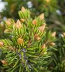 Fichte 'Will's Zwerg' - Picea abies 'Will's Zwerg'