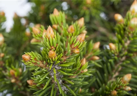 Picea abies 'Will's Zwerg' - Fichte 'Will's Zwerg'