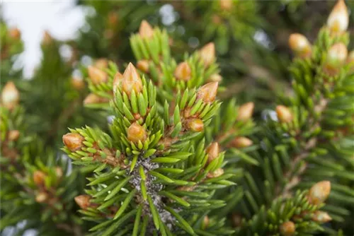 Fichte 'Will's Zwerg' - Picea abies 'Will's Zwerg'