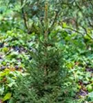 Fichte 'Will's Zwerg' - Picea abies 'Will's Zwerg'