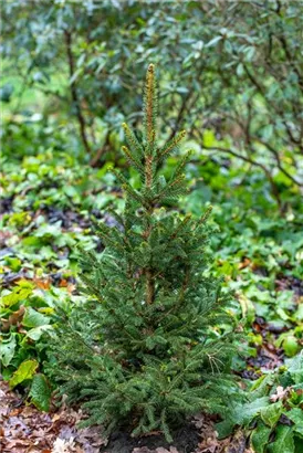 Fichte 'Will's Zwerg' - Picea abies 'Will's Zwerg'