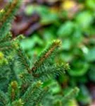 Fichte 'Will's Zwerg' - Picea abies 'Will's Zwerg'