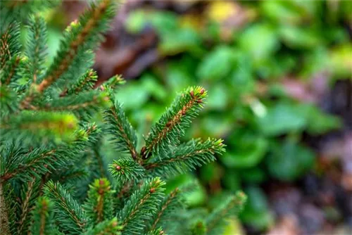 Fichte 'Will's Zwerg' - Picea abies 'Will's Zwerg'