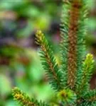 Fichte 'Will's Zwerg' - Picea abies 'Will's Zwerg'