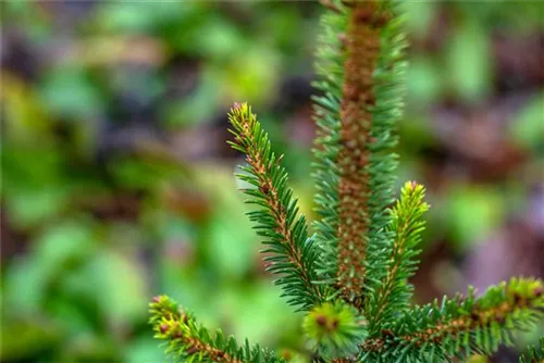 Fichte 'Will's Zwerg' - Picea abies 'Will's Zwerg'