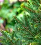 Fichte 'Will's Zwerg' - Picea abies 'Will's Zwerg'