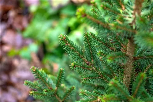 Fichte 'Will's Zwerg' - Picea abies 'Will's Zwerg'