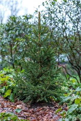 Fichte 'Will's Zwerg' - Picea abies 'Will's Zwerg'