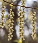 Schweif-Ähre - Stachyurus praecox