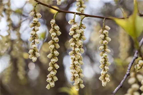 Schweif-Ähre - Stachyurus praecox