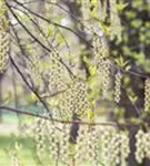 Schweif-Ähre - Stachyurus praecox