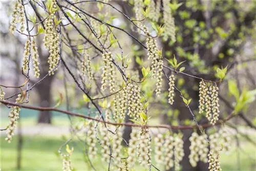 Schweif-Ähre - Stachyurus praecox