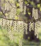 Schweif-Ähre - Stachyurus praecox