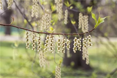 Schweif-Ähre - Stachyurus praecox