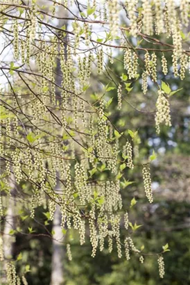 Schweif-Ähre - Stachyurus praecox